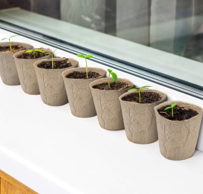 НТОРФ'ЯНІ СТАКАНЧИКИ