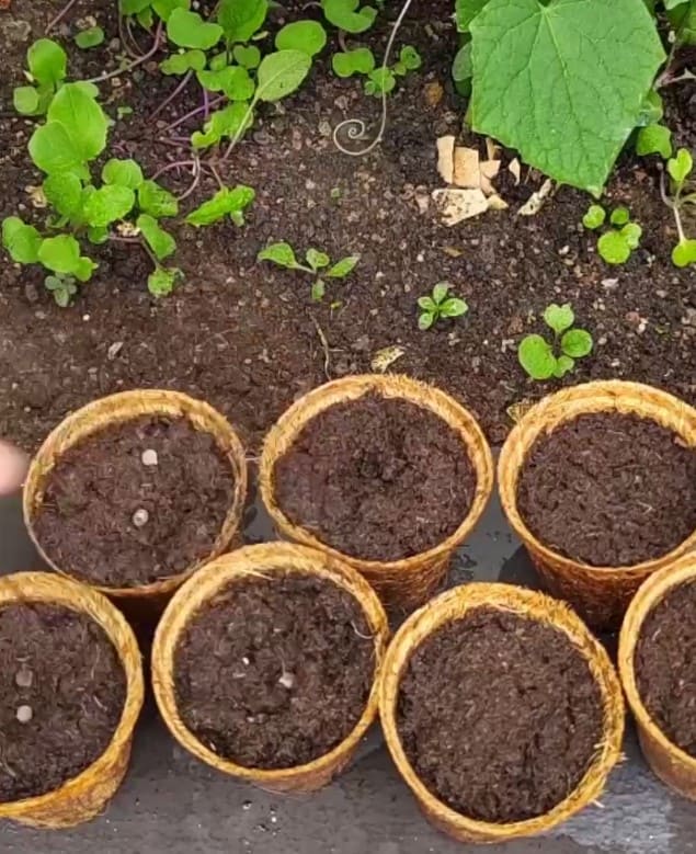 ТОРФ'ЯНІ СТАКАНЧИКИ