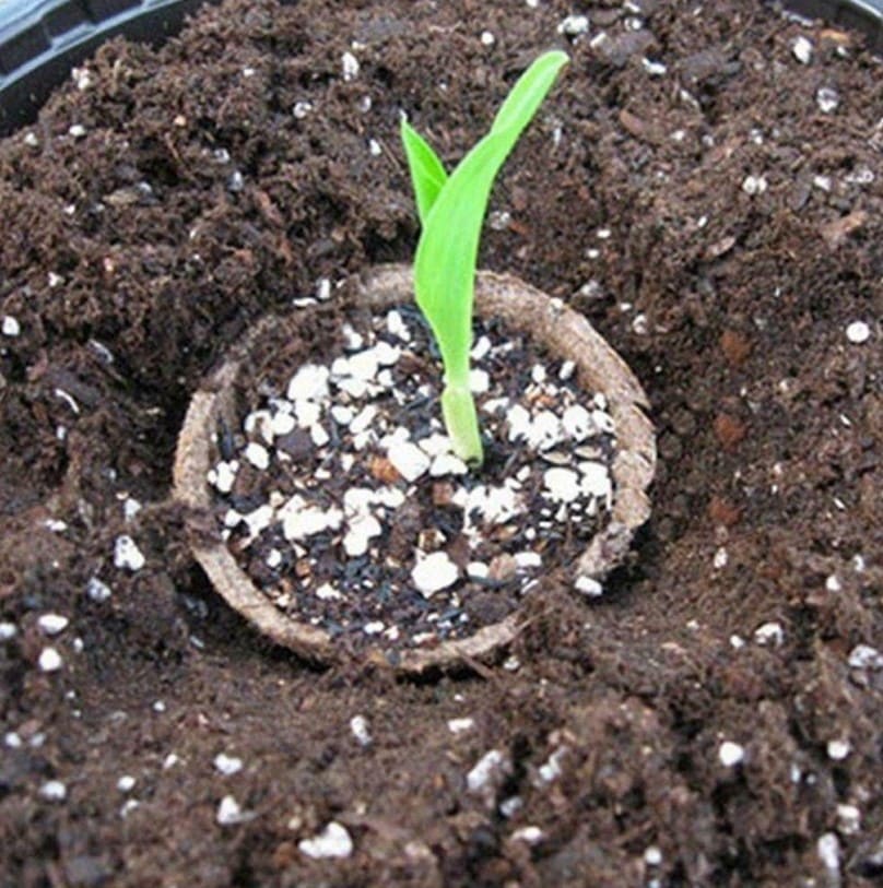 ТОРФ'ЯНІ СТАКАНЧИКИ