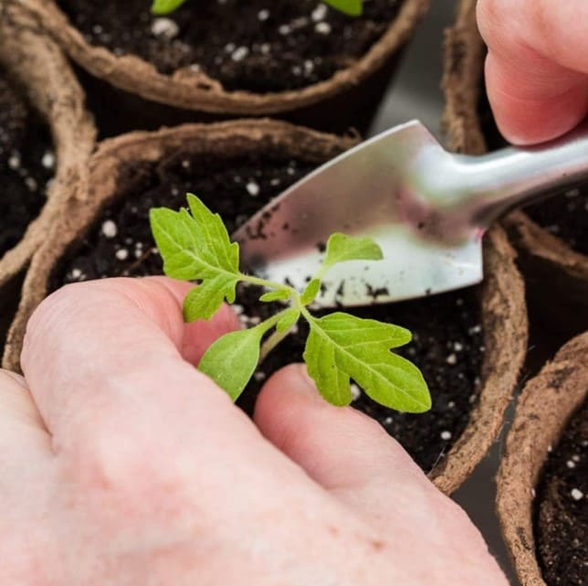 ШефМайстер