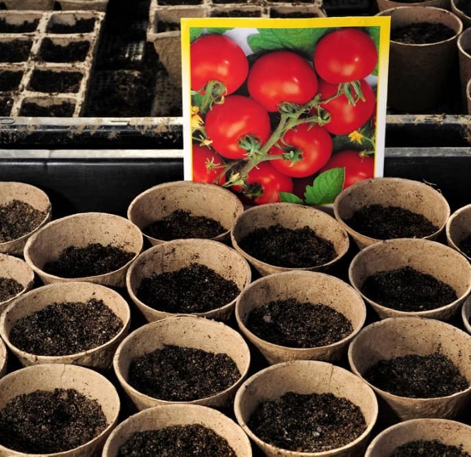 ШефМайстер